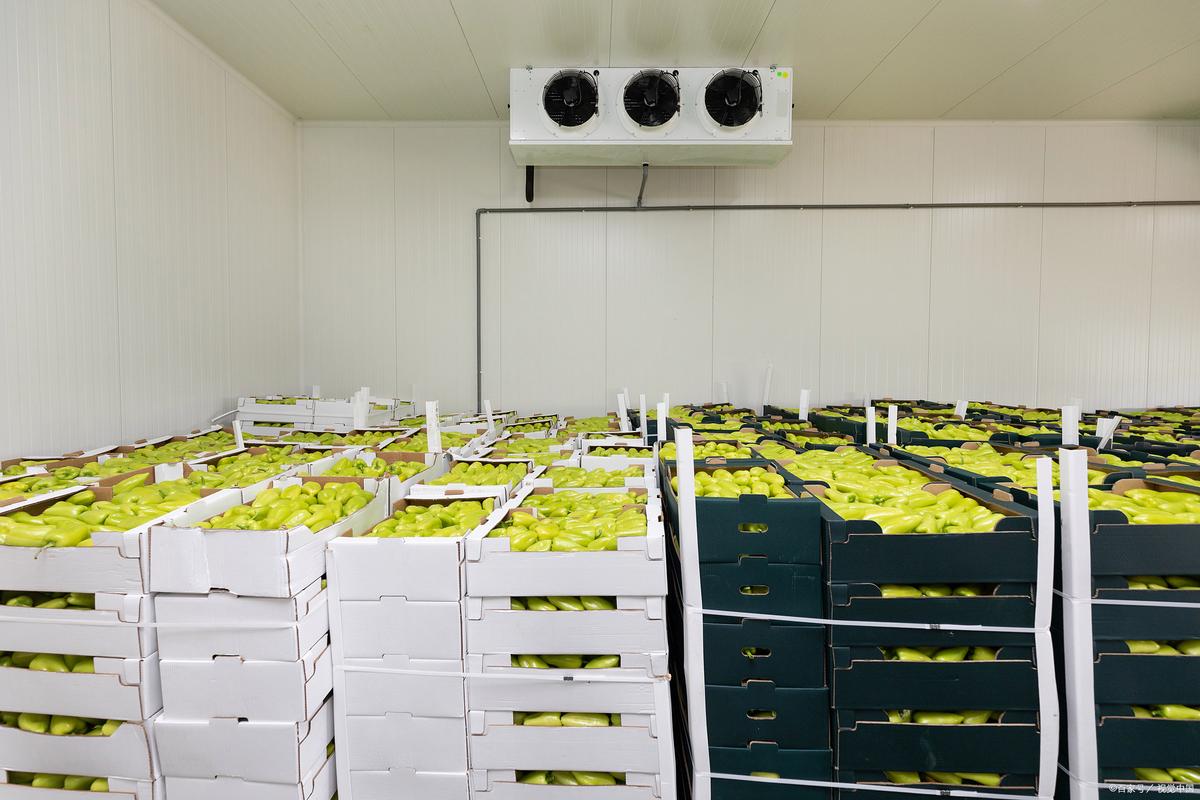 蚕豆冷藏库设计与施工:科技助力农产品保鲜